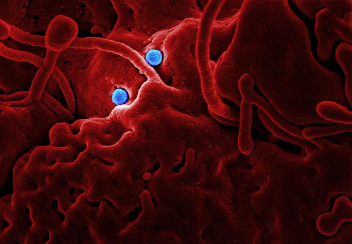 Oncology & Hematology